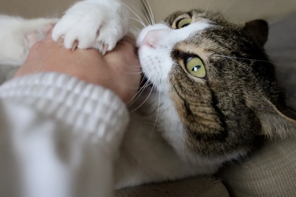 angry-cat-biting-my-hand_t20_xR638z.jpg