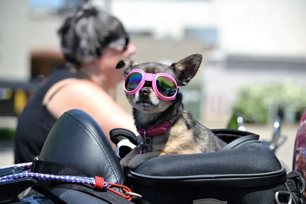 road-trip-nominated-cute-dog-with-goggles-riding-on-the-back-of-a-motorcycle_t20_P3O7m7.jpg